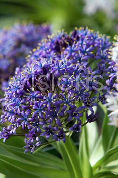 Scilla peruviana Caribbean Jewels 51030