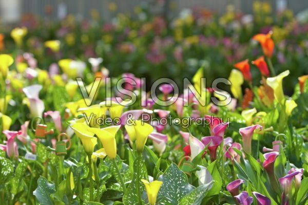 Zantedeschia mixed