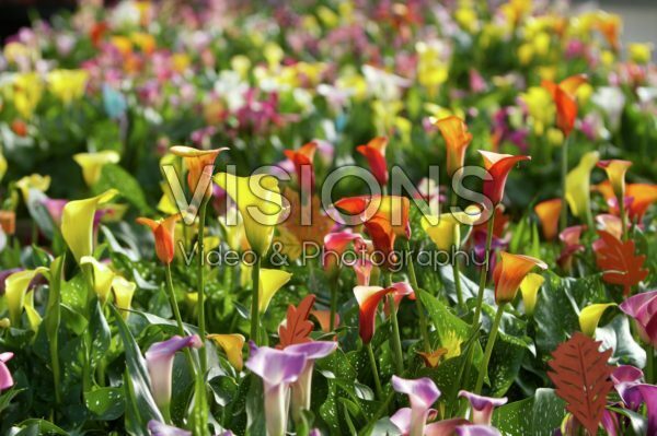 Zantedeschia gemengd