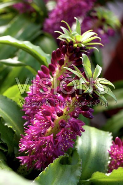 Eucomis Leia