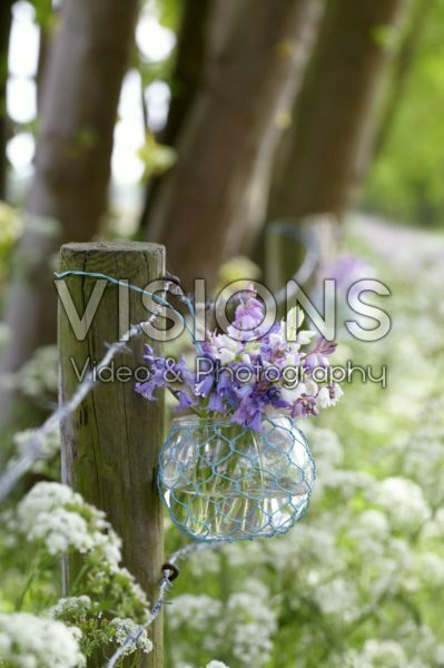 Spanish bluebells in vase