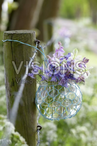 Spanish bluebells in vase