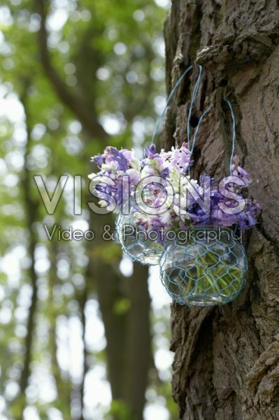 Spanish bluebells in vase