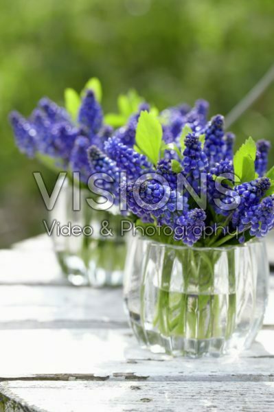 Muscari Bling Bling