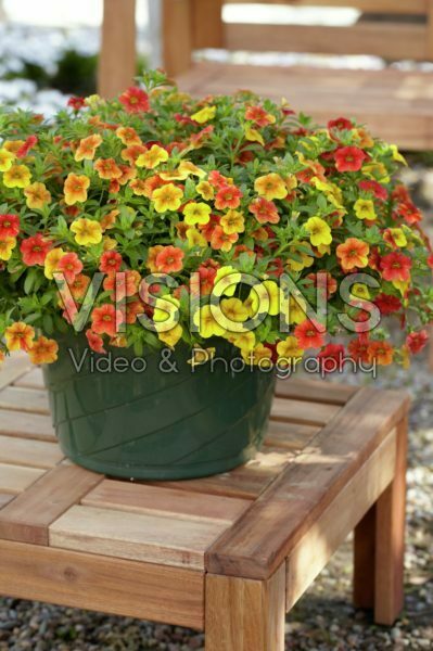 Calibrachoa Can-CanĀ® Terracotta Calibrachoa Can-CanĀ® Terracotta