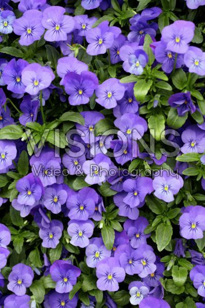 Viola cornuta Endurio