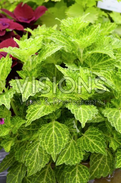 Coleus scutellarioides Electric Lime® Coleus scutellarioides Electric Lime®