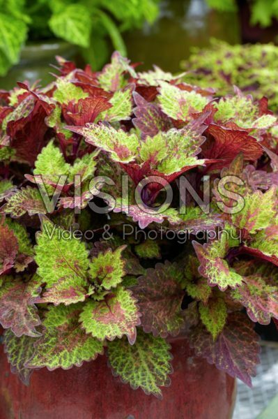 Coleus scutellarioides Indian Summer Coleus scutellarioides Indian Summer