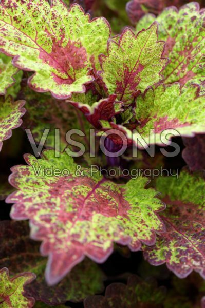 Coleus scutellarioides Indian Summer Coleus scutellarioides Indian Summer