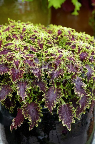 Coleus scutellarioides Sultana Coleus scutellarioides Sultana