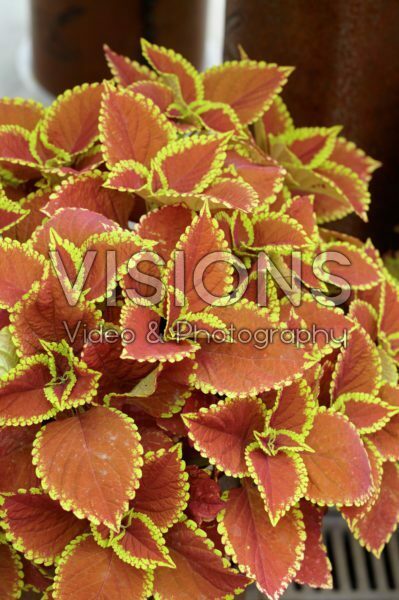 Coleus scutellarioides Trusty Rusty Coleus scutellarioides Trusty Rusty