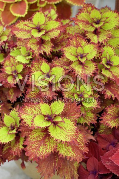 Coleus scutellarioides Henna Coleus scutellarioides Henna