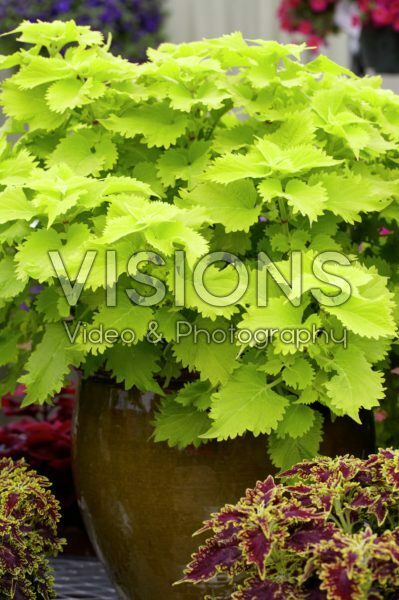 Coleus scutellarioides Wasabi Coleus scutellarioides Wasabi