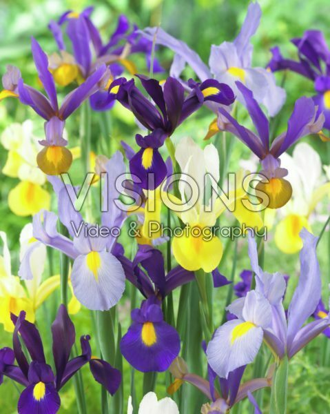 Iris gemengd