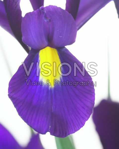 Iris Purple Jacket