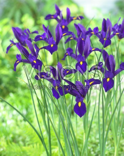 Iris hollandica Blue Pearl