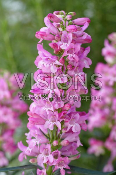 Penstemon Riding Hood Hot Pink