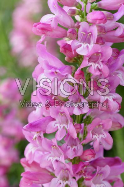 Penstemon Riding Hood Hot Pink