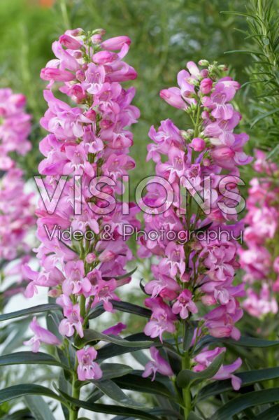 Penstemon Riding Hood Hot Pink