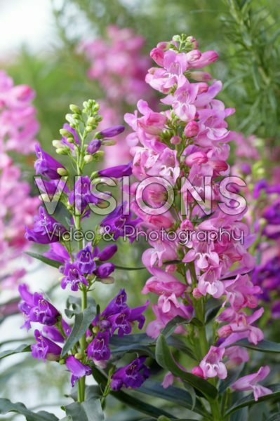 Penstemon Riding Hood Hot Pink, Purple