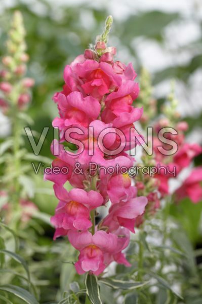 Antirrhinum Eternal