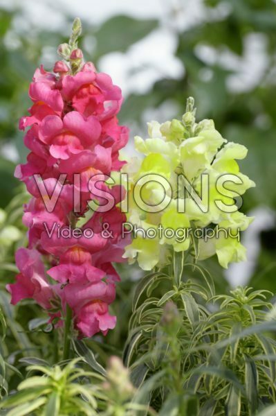 Antirrhinum Eternal, Snap Daddy