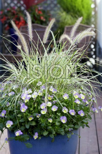 Pennisetum, Viola