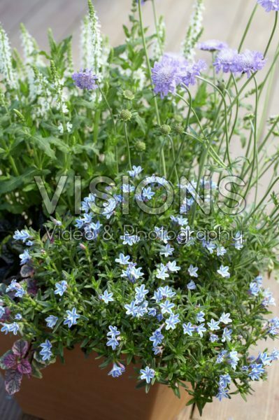 Lithodora diffusa Star ®