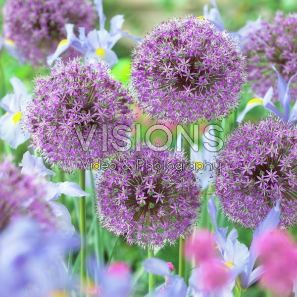 Allium, Iris Beau Regard