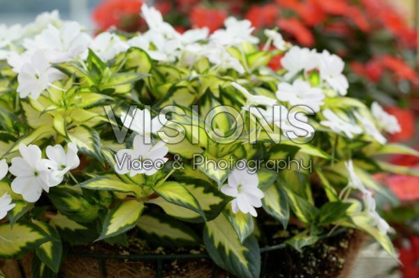 Impatiens Sunpatiens ® Spreading White Impatiens Sunpatiens ® Spreading White