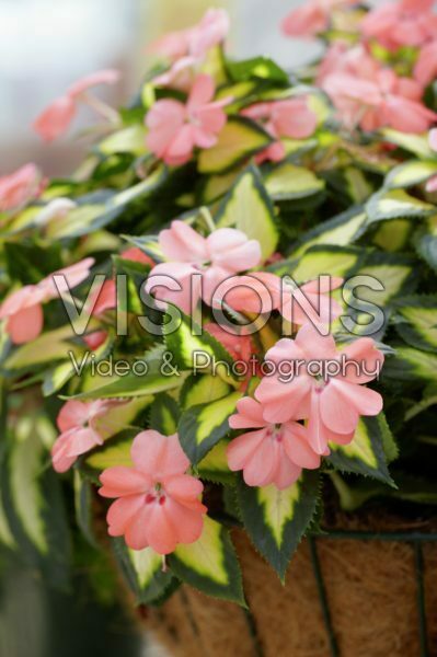Impatiens Sunpatiens® Spreading Salmon Impatiens Sunpatiens® Spreading Salmon