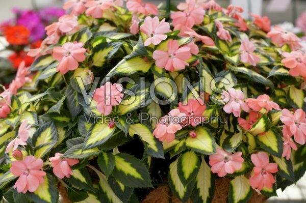 Impatiens Sunpatiens® Spreading Salmon Impatiens Sunpatiens® Spreading Salmon