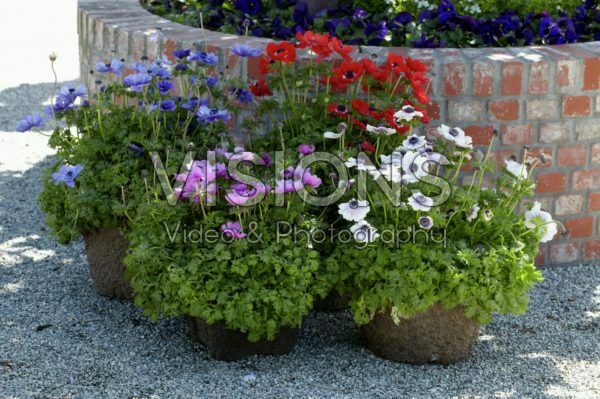 Anemone coronaria De Caen collection