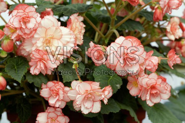 Begonia AmeriHybrid® Hanging Basket Picotee White/Pink
