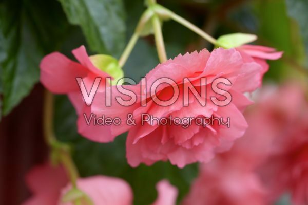 Begonia pink