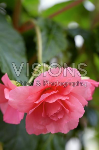 Begonia pink