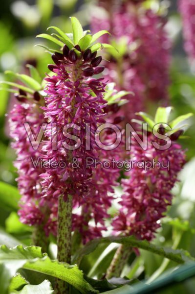 Eucomis Leia