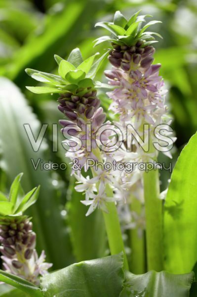 Eucomis 410048