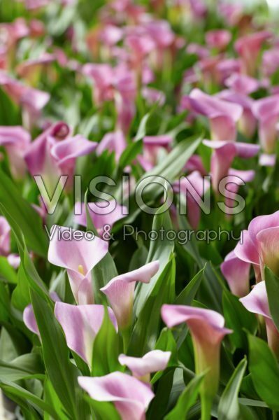 Zantedeschia Rubylite Rose