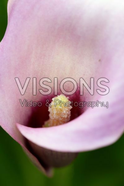 Zantedeschia Dark Eyes