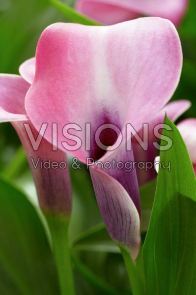 Zantedeschia Moon Shadow