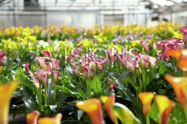 Zantedeschia mixed