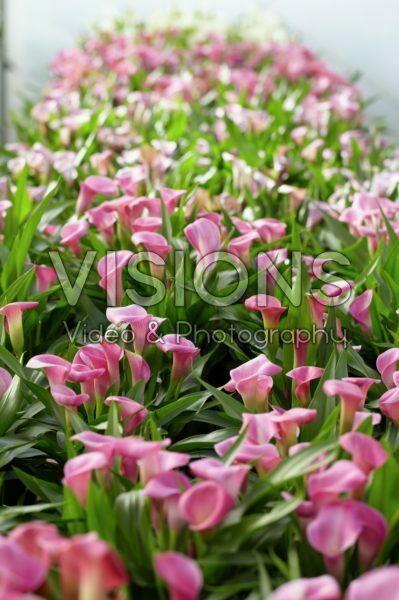 Zantedeschia Garnet Glow