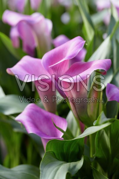 Zantedeschia Dark Eyes