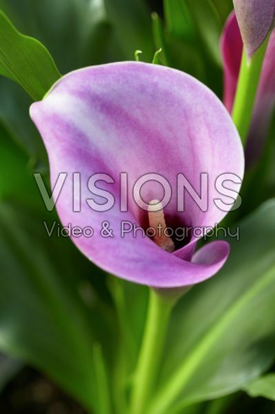 Zantedeschia Dark Eyes