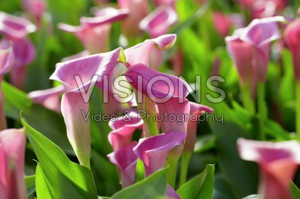 Zantedeschia Lipstick