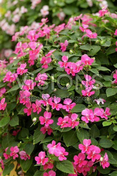 Impatiens walleriana Butterfly Deep Pink