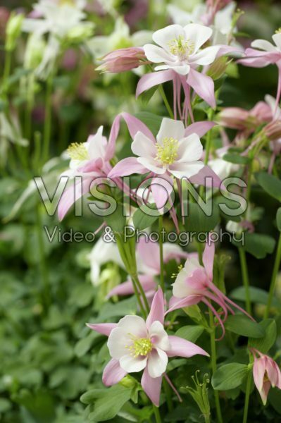 Aquilegia