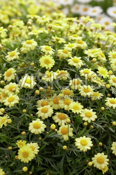 Argyranthemum frutescens Sassy Compact Yellow