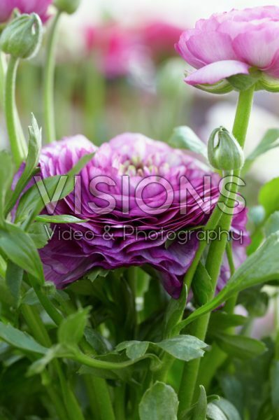 Ranunculus Mache Purple